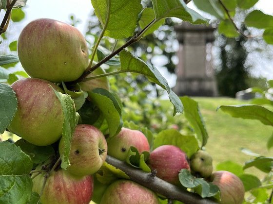 apples in green-wood cemetery