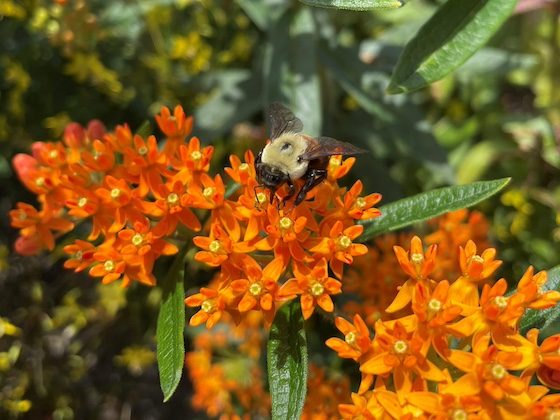 bee on orange flowers