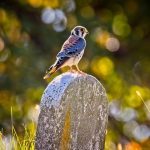 bird perched on gravestone