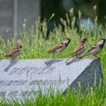 four birds on top of gravestone