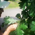 Person examining leaves