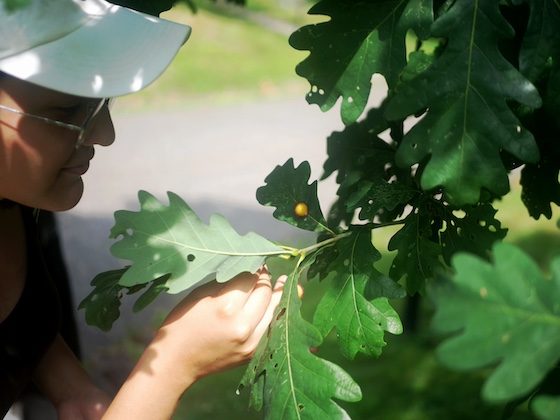 Person examining leaves