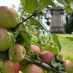 cemetery apples and monument