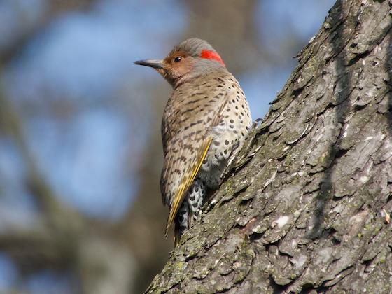 bird perched on tree