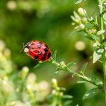ladybug on plant branch