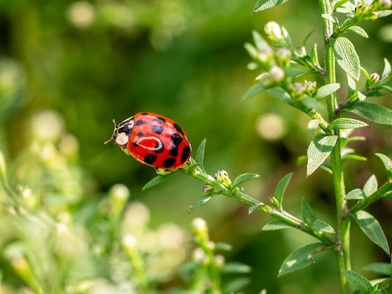 ladybug on plant branch