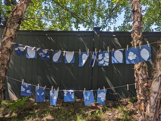 hanging cyanotype prints