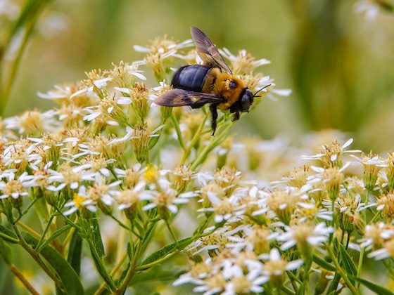 bee on flowers