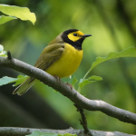 yellow bird on branch