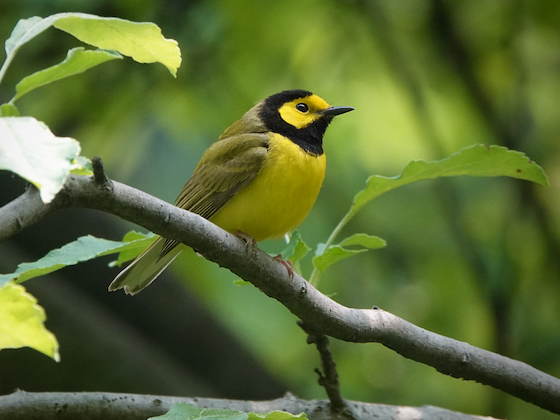 yellow bird on branch