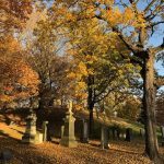 autumn scene with colorful fall leaves