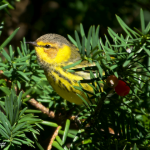 yellow bird on tree branch