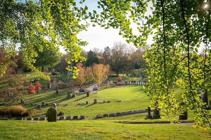 open green-wood space in bright sun among hanging branches