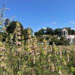 meadow plants with Green-Wood chapel in the background