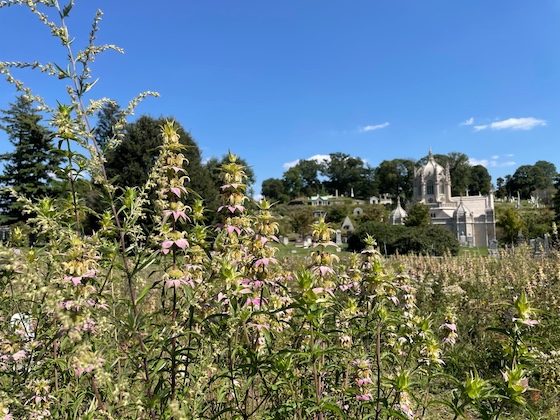 meadow plants with Green-Wood chapel in the background