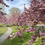 green-wood path and pink flower blossoms