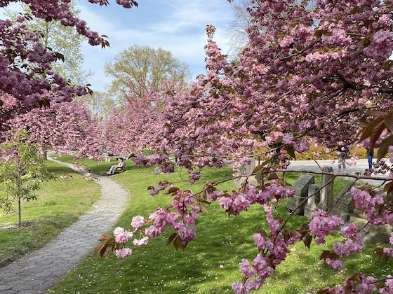 green-wood path and pink flower blossoms