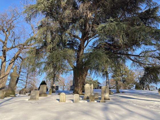 large tree and gravestones in the snow